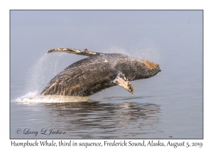 Humpback Whale third in sequence