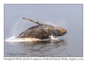 Humpback Whale fourth in sequence