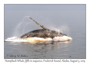 Humpback Whale fifth in sequence