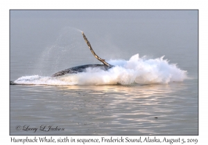 Humpback Whale sixth in sequence