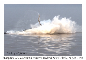 Humpback Whale seventh in sequence