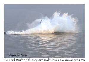 Humpback Whale eighth in sequence