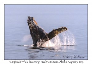 Humpback Whale