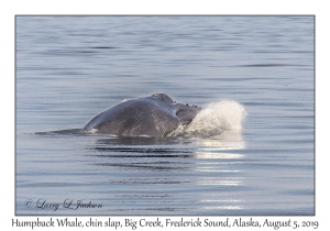 Humpback Whale chin slap