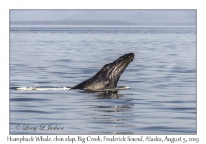 Humpback Whale chin slap