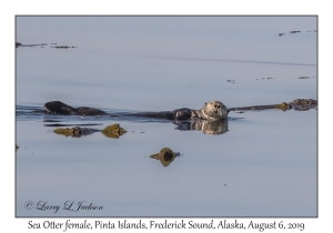 Sea Otter female