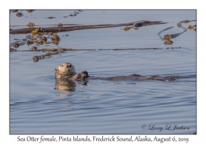 Sea Otter female