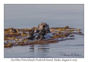 Sea Otter