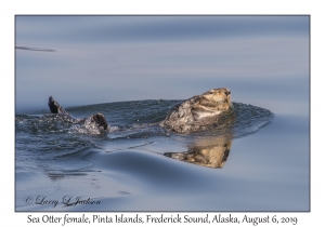 Sea Otter female