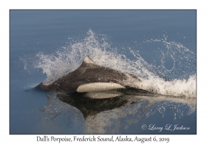 Dall's Porpoise