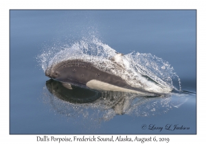 Dall's Porpoise