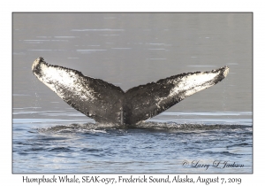 Humpback Whale, SEAK-0517