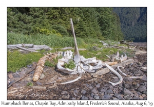 Humpback Whale skull & bones