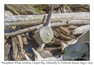 Humpback Whale vertebra