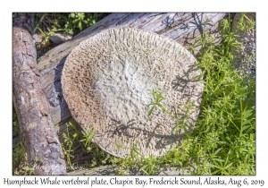 Humpback Whale vertebral plate