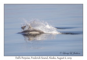 Dall's Porpoise