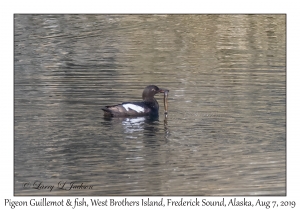 Pigeon Guillemot & fish