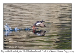 Pigeon Guillemot & fish