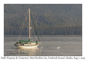 Dall's Porpoise & Sailboat 'Cimarron'