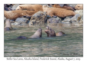 Steller Sea Lions