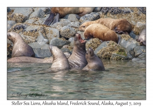 Steller Sea Lions