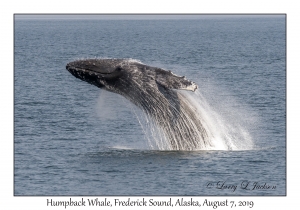 Humpback Whale, breach #4