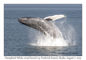 Humpback Whale, breach #5