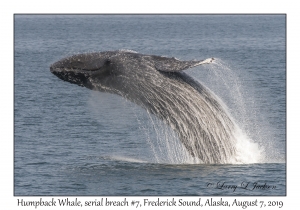 Humpback Whale, breach #7