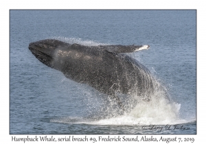 Humpback Whale, breach #9