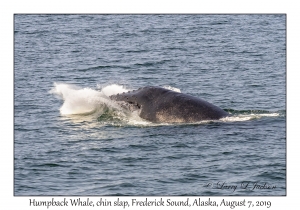 Humpback Whale chin slap