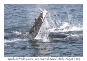 Humpback Whale