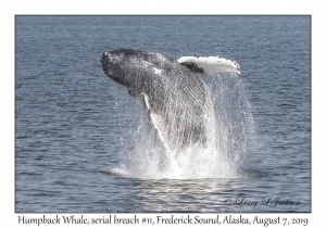 Humpback Whale, breach #11