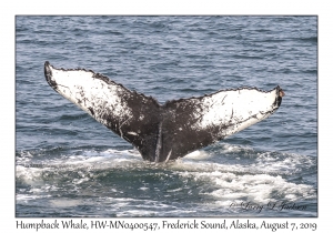 Humpback Whale, HW-MN0400547