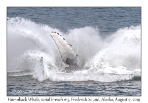 Humpback Whale, breach #13