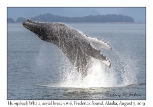 Humpback Whale, breach #16