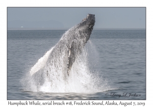 Humpback Whale, breach #18