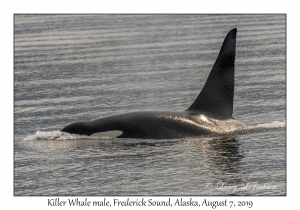 Killer Whale male