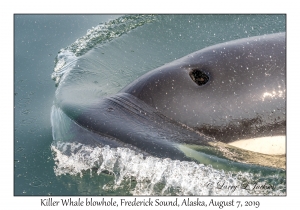 Killer Whale blowhole
