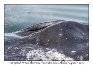 Humpback Whale blowhole