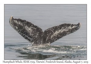 Humpback Whale, SEAK-1709, Darwin