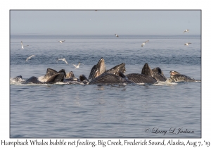 Humpback Whales