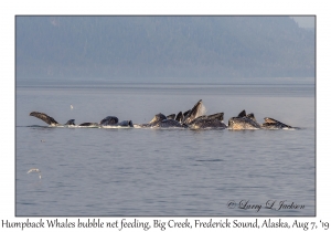 Humpback Whales