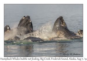 Humpback Whales