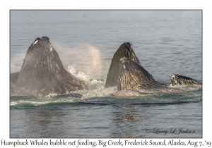 Humpback Whales