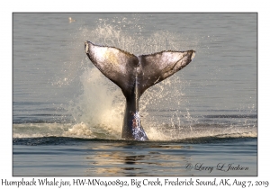 Humpback Whale juvenile, HW-MN0400892