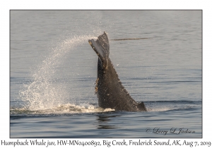 Humpback Whale juvenile, HW-MN0400892