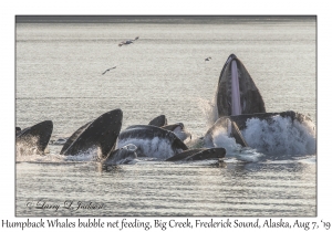 Humpback Whales