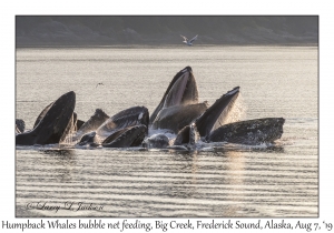 Humpback Whales