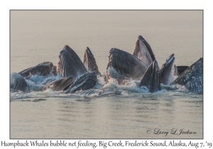 Humpback Whales