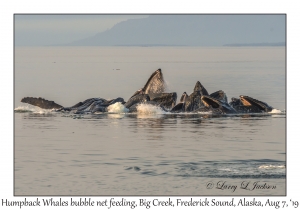 Humpback Whales